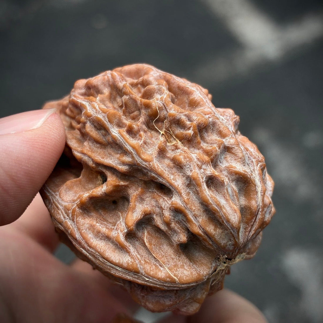 Wild Wenwan walnuts compared with popular cultivated varieties