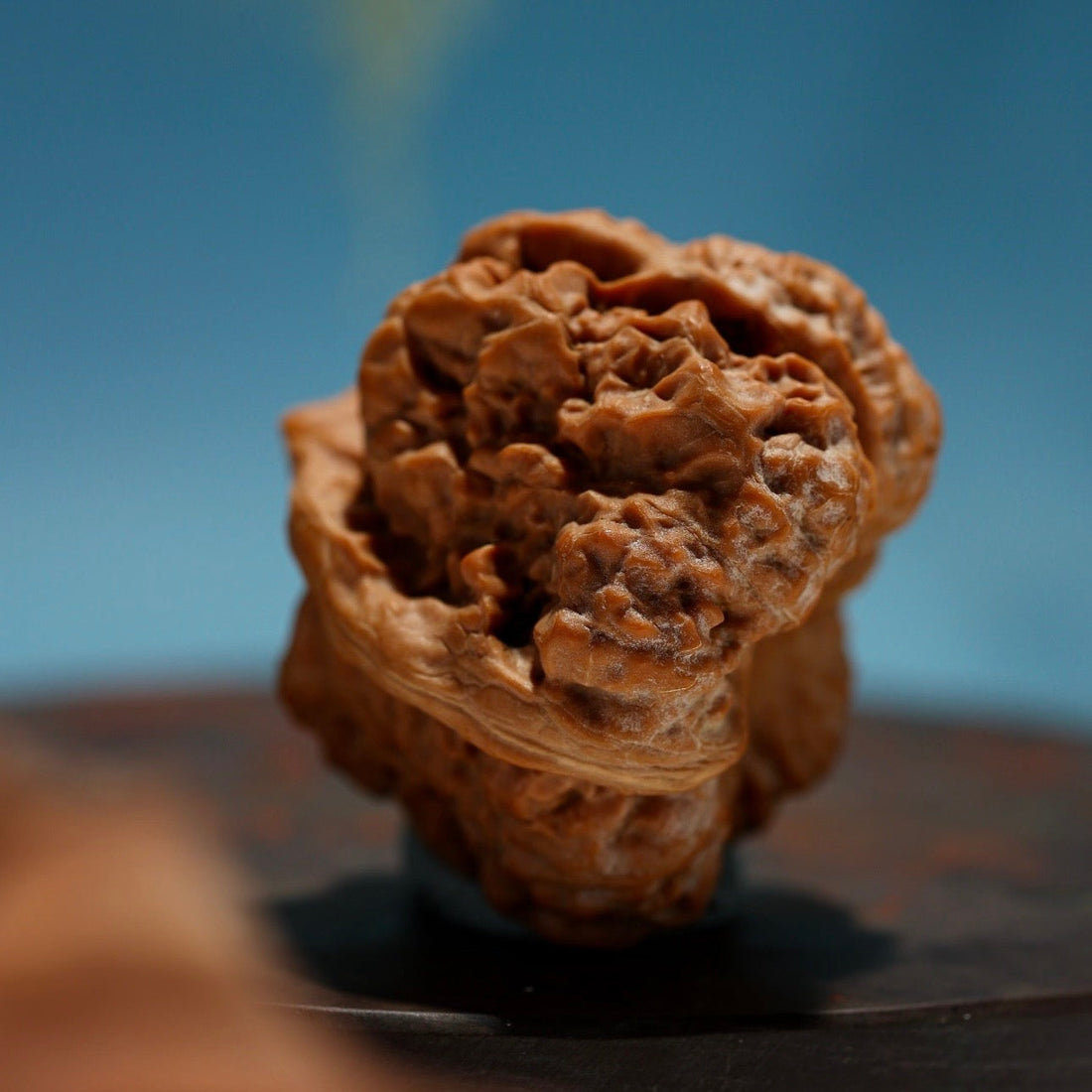 Toad Head Wenwan Walnut Guide: Shape, Open Back &amp; How to Choose