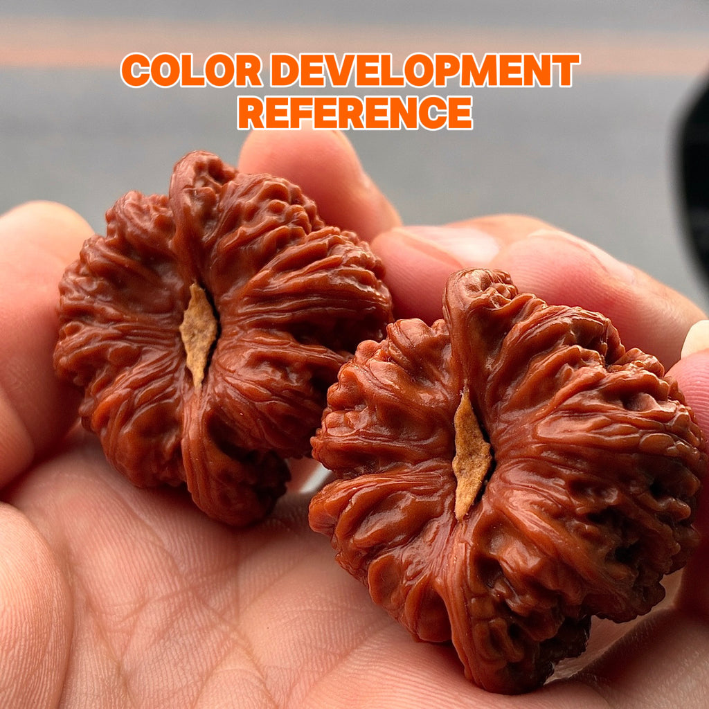 Dense Grain Wenwan Walnut · 37mm · Natural · Entry Ritual