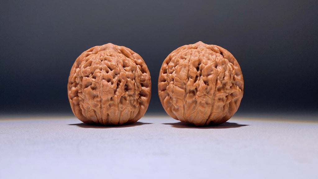 Lotus Wenwan Walnut · 38mm · Natural · Heirloom