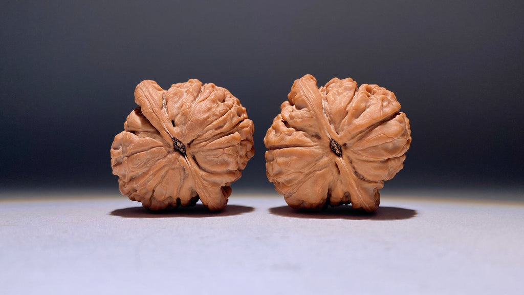 Lotus Wenwan Walnut · 38mm · Natural · Heirloom
