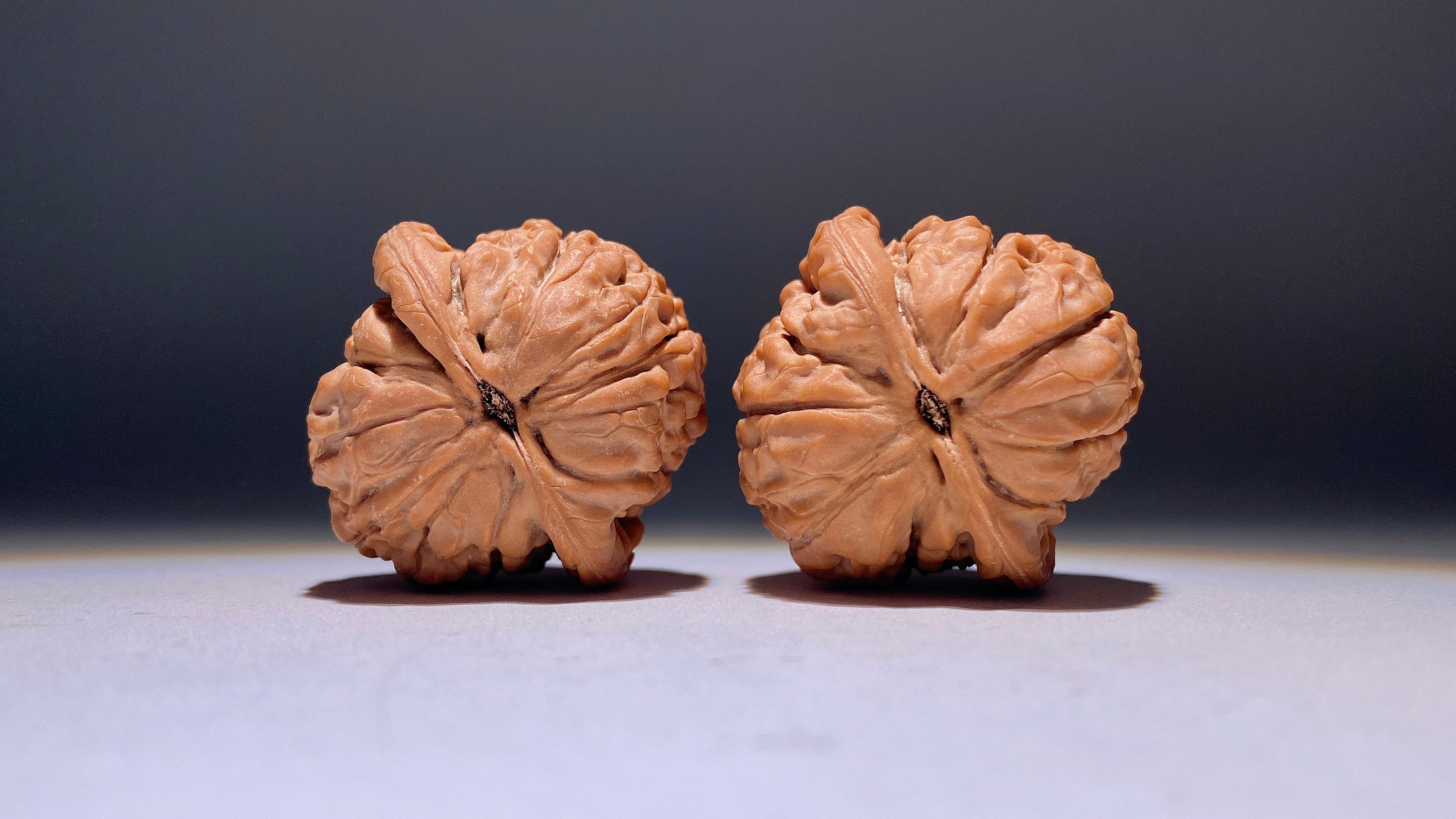 Lotus Wenwan Walnut · 38mm · Natural · Heirloom