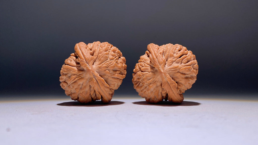 Lotus Wenwan Walnut · 38mm · Natural · Heirloom