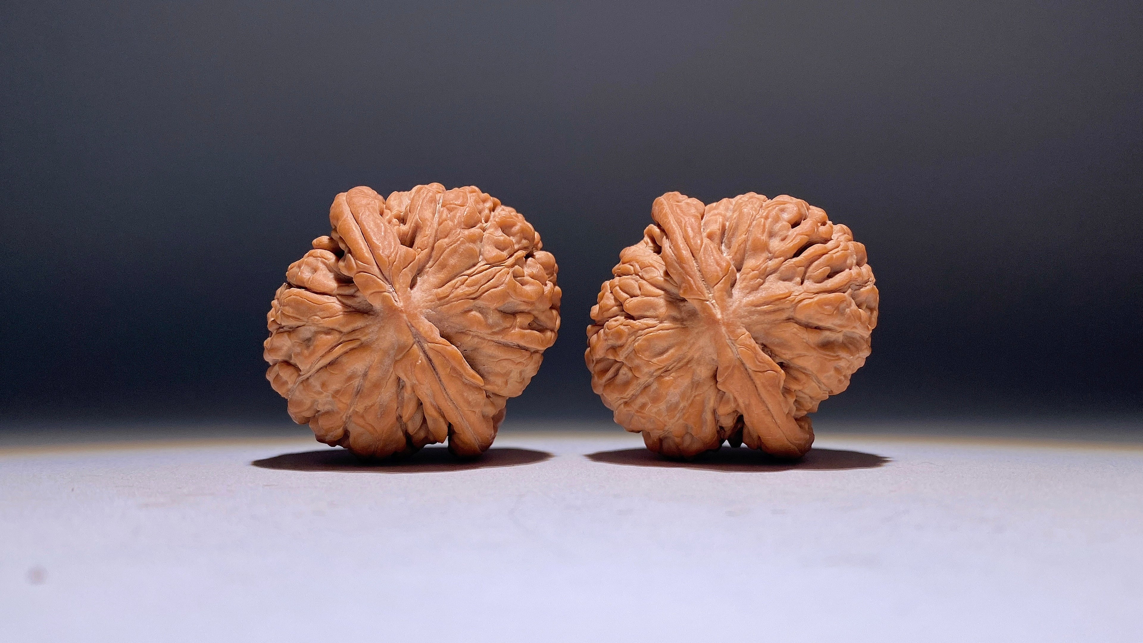 Lotus Wenwan Walnut · 38mm · Natural · Heirloom