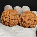 Wild Wolf Wenwan Walnut · 41mm · Sourcing Pick