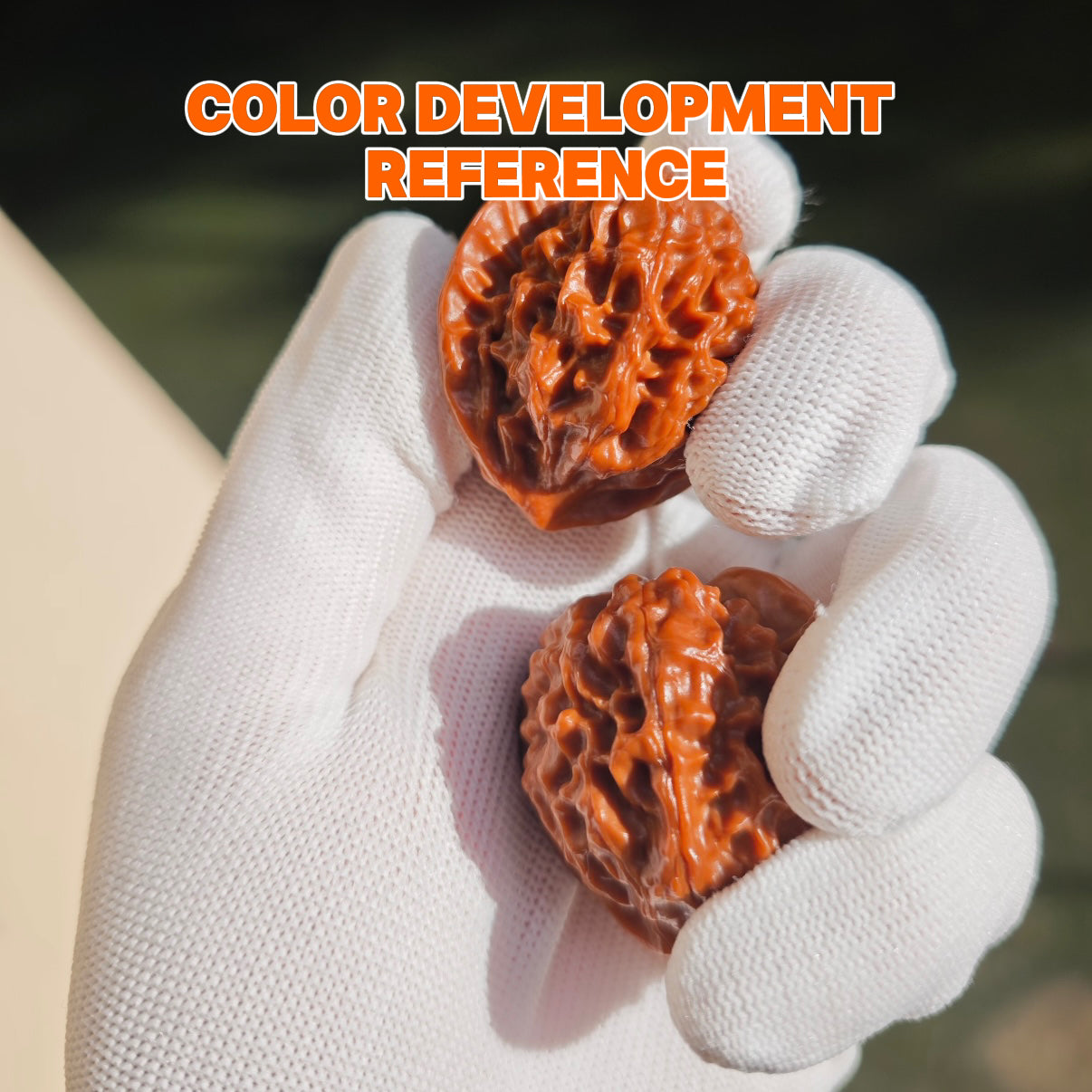 Dragon Scale Wenwan Walnut · 39mm · Natural · Collector Ritual