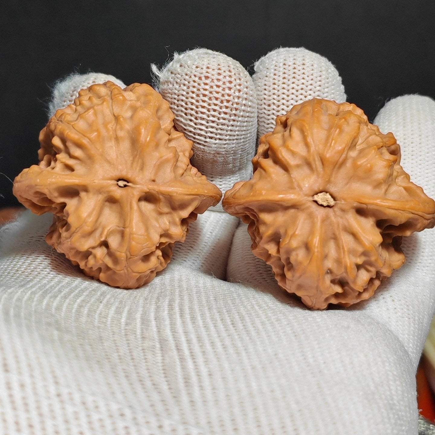 Wild Wolf Wenwan Walnut · 41mm · Sourcing Pick