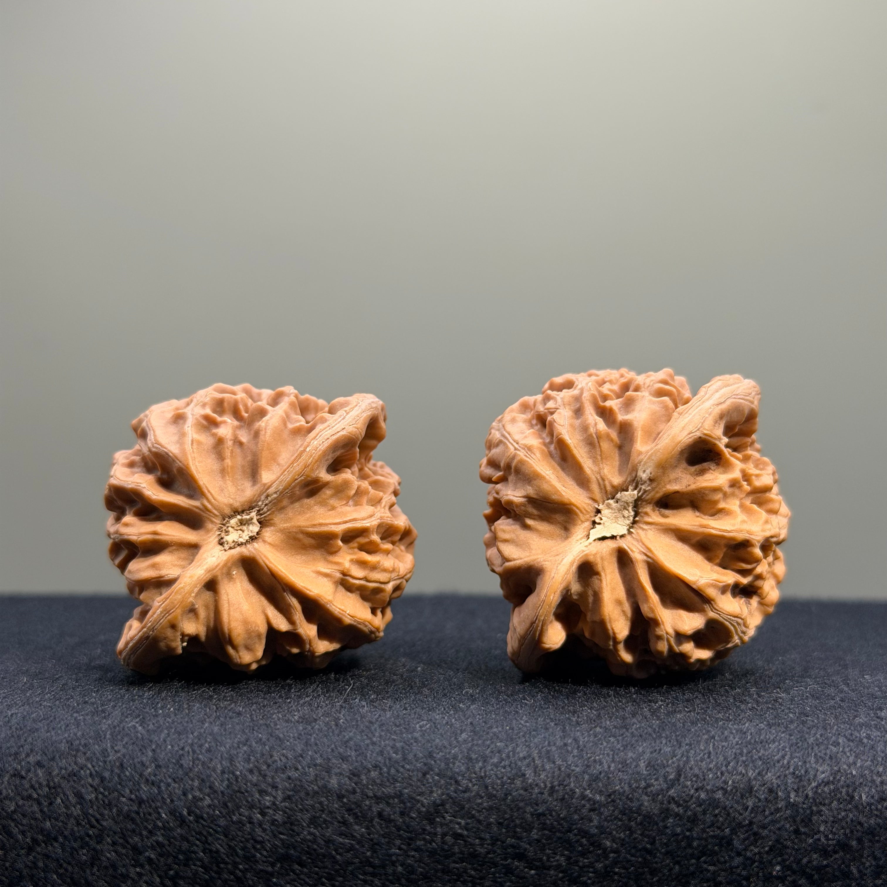 Palace Lantern Wenwan Walnut · 39mm · Natural · Entry Ritual