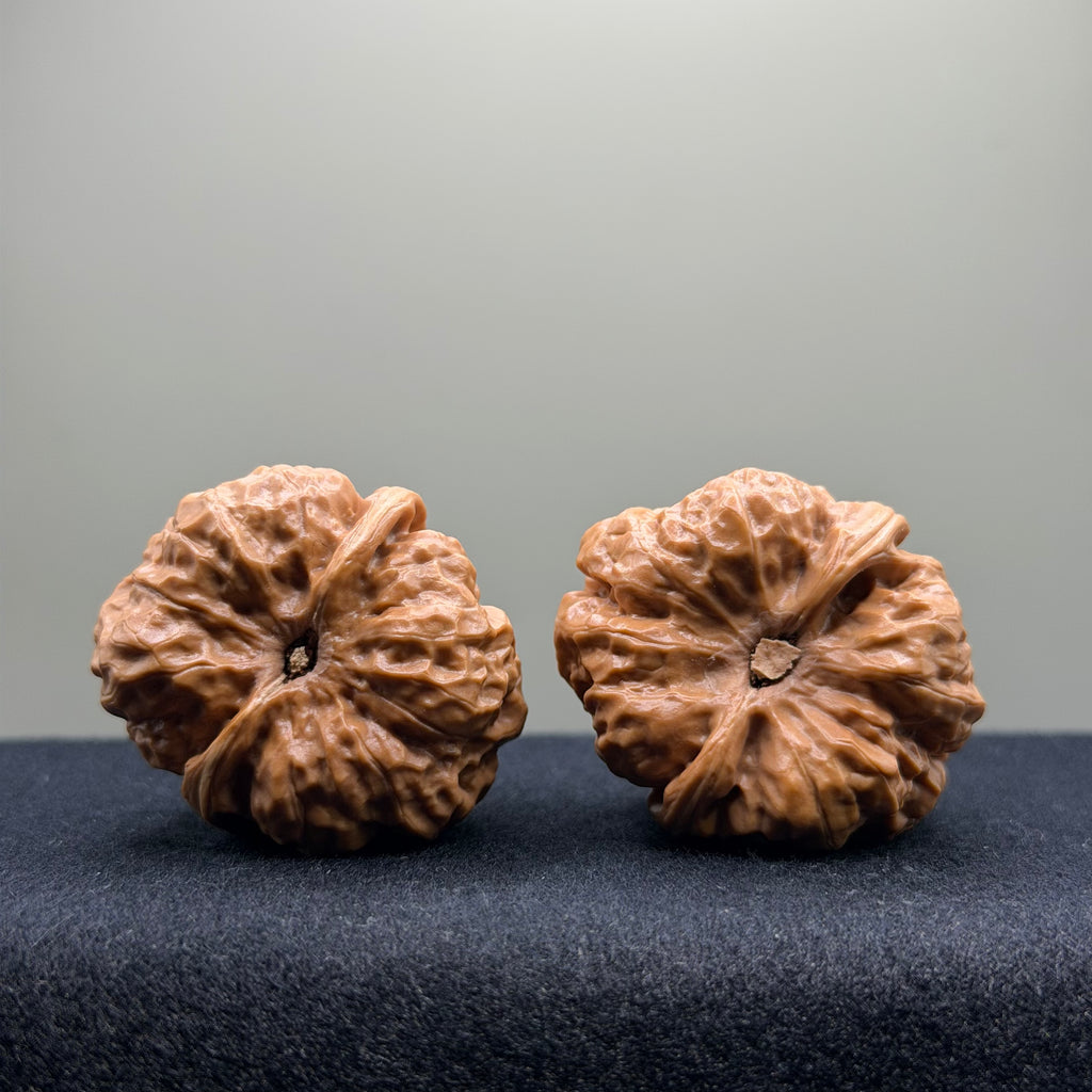 Toad Head Wenwan Walnut · 35mm · Select Ritual