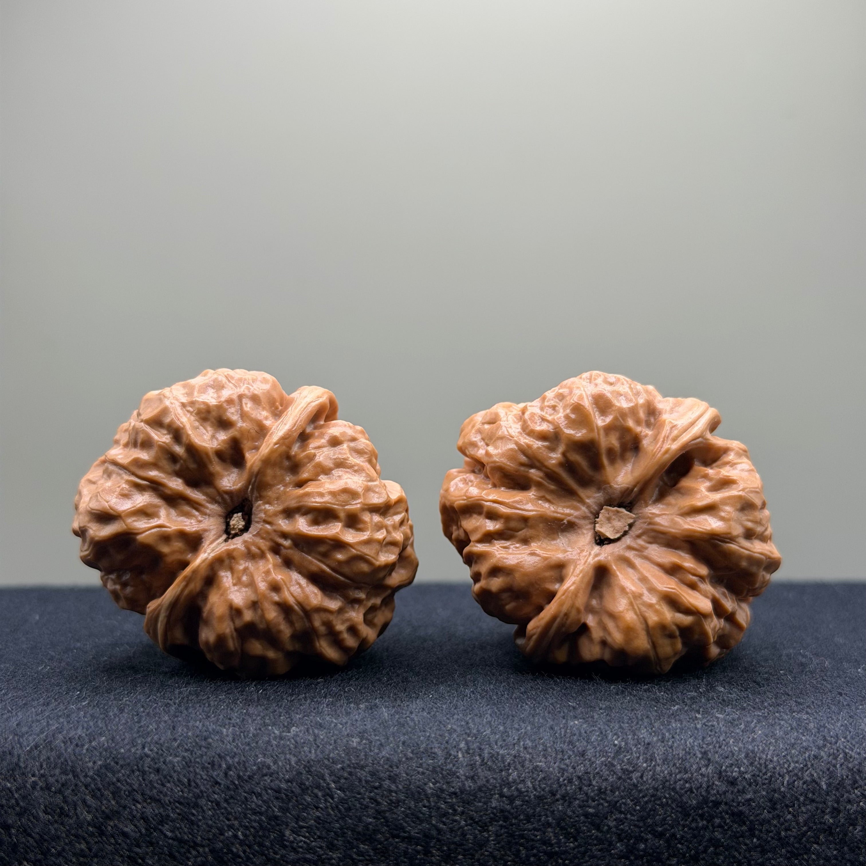 Toad Head Wenwan Walnut · 35mm · Select Ritual