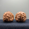 Toad Head Wenwan Walnut · 36mm · Select Ritual