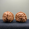 Toad Head Wenwan Walnut · 37mm · Select Ritual