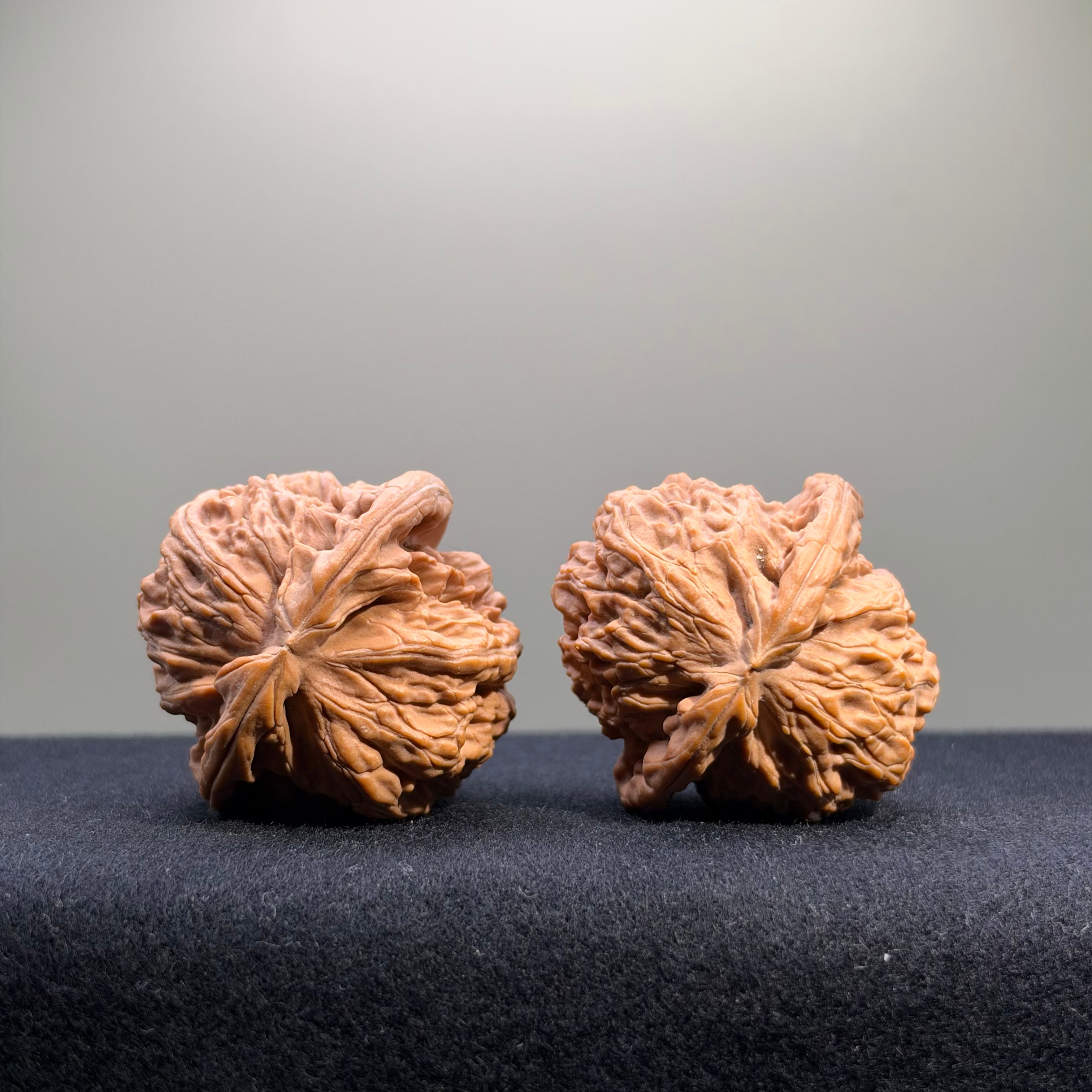 White Lion Wenwan Walnut · 41mm · Natural · Select Ritual