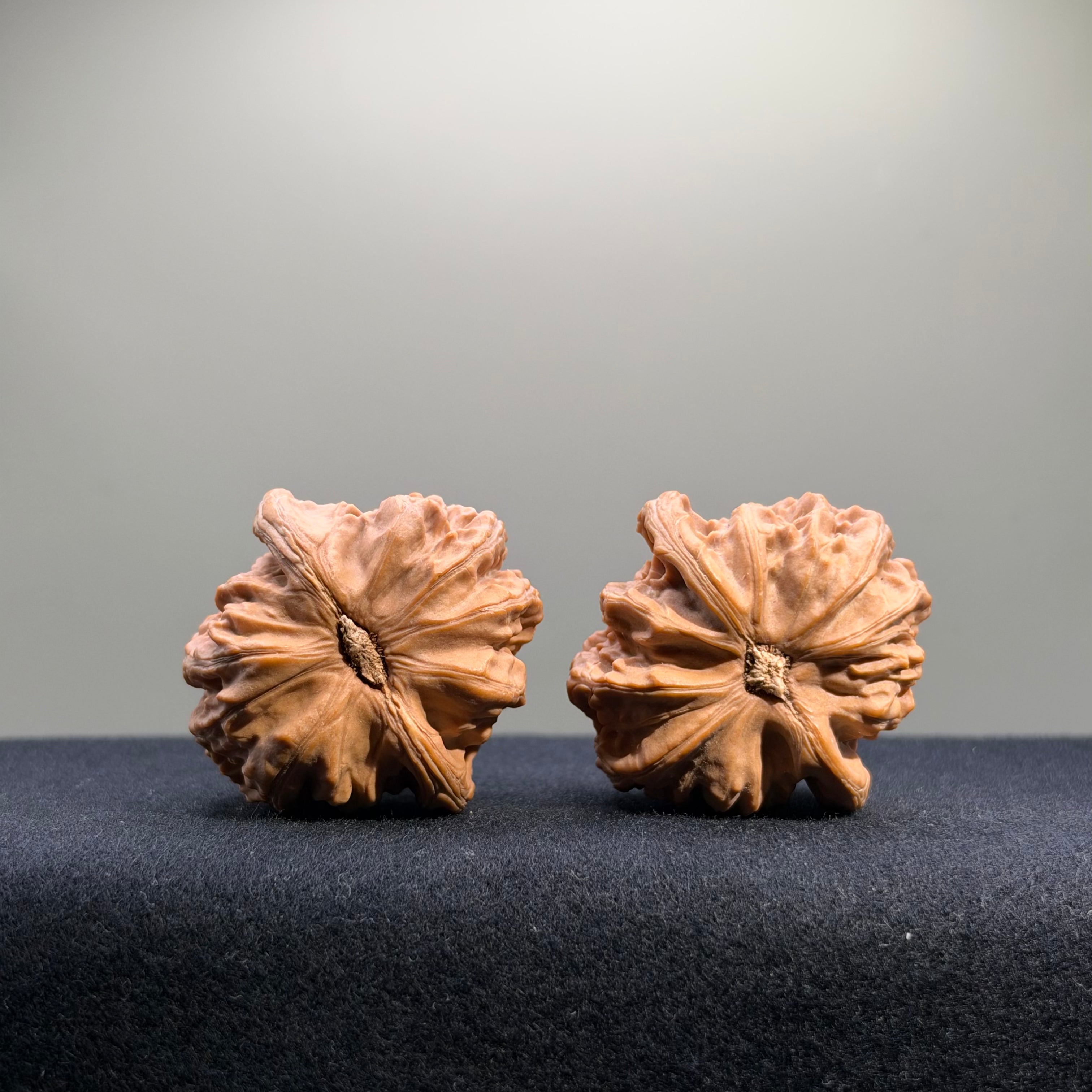 White Lion Wenwan Walnut · 41mm · Natural · Select Ritual