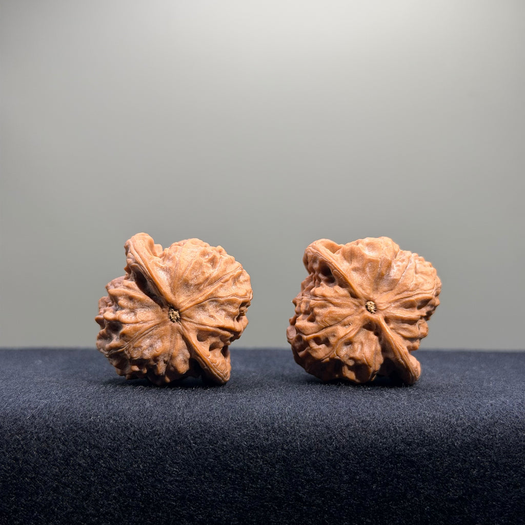 Wild Wolf Wenwan Walnut · 35mm · Natural · Entry Ritual
