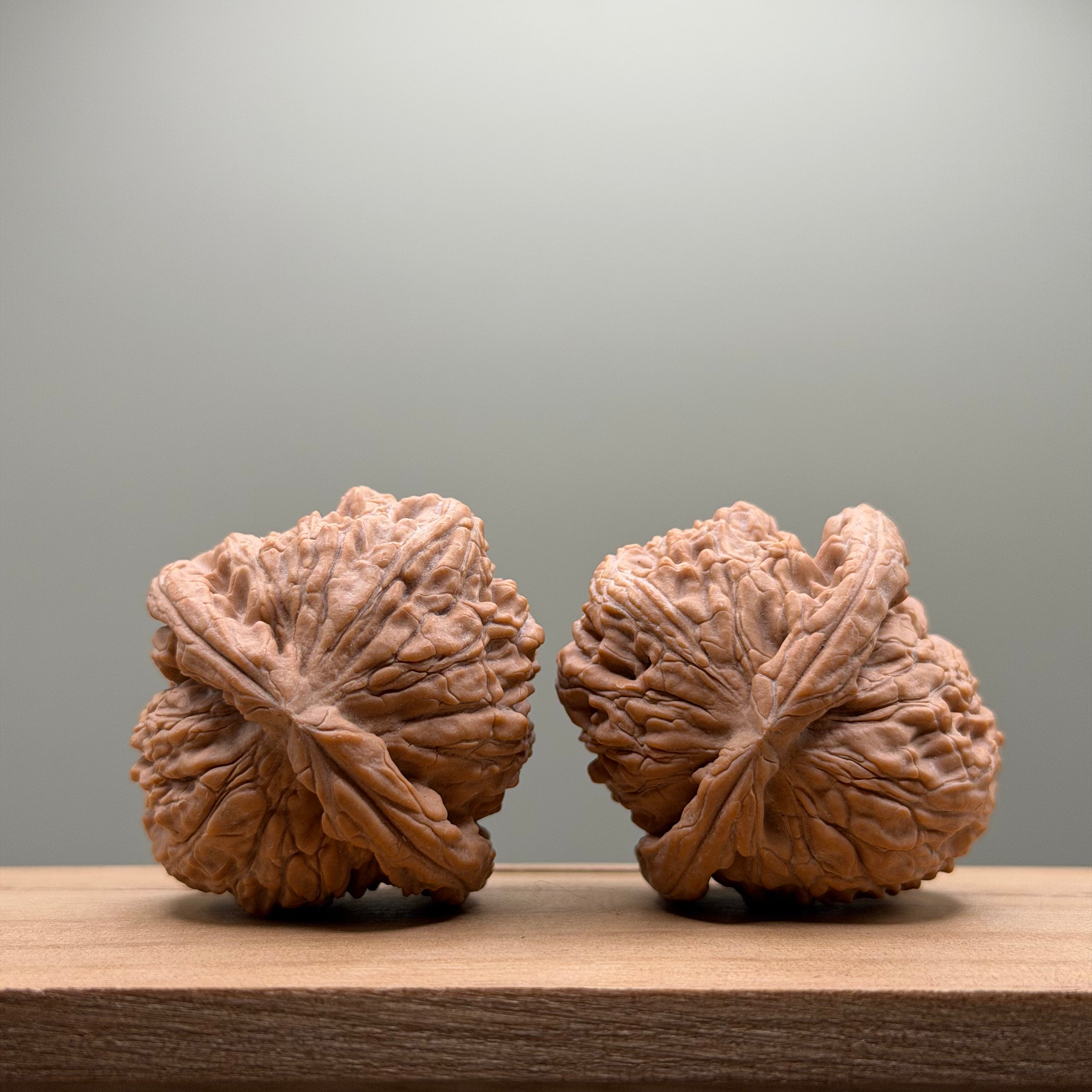 White Lion Head Walnut