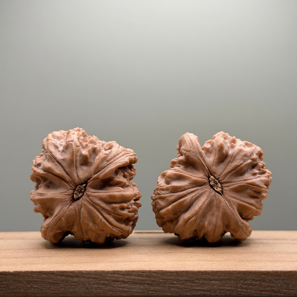 White Lion Head Walnut