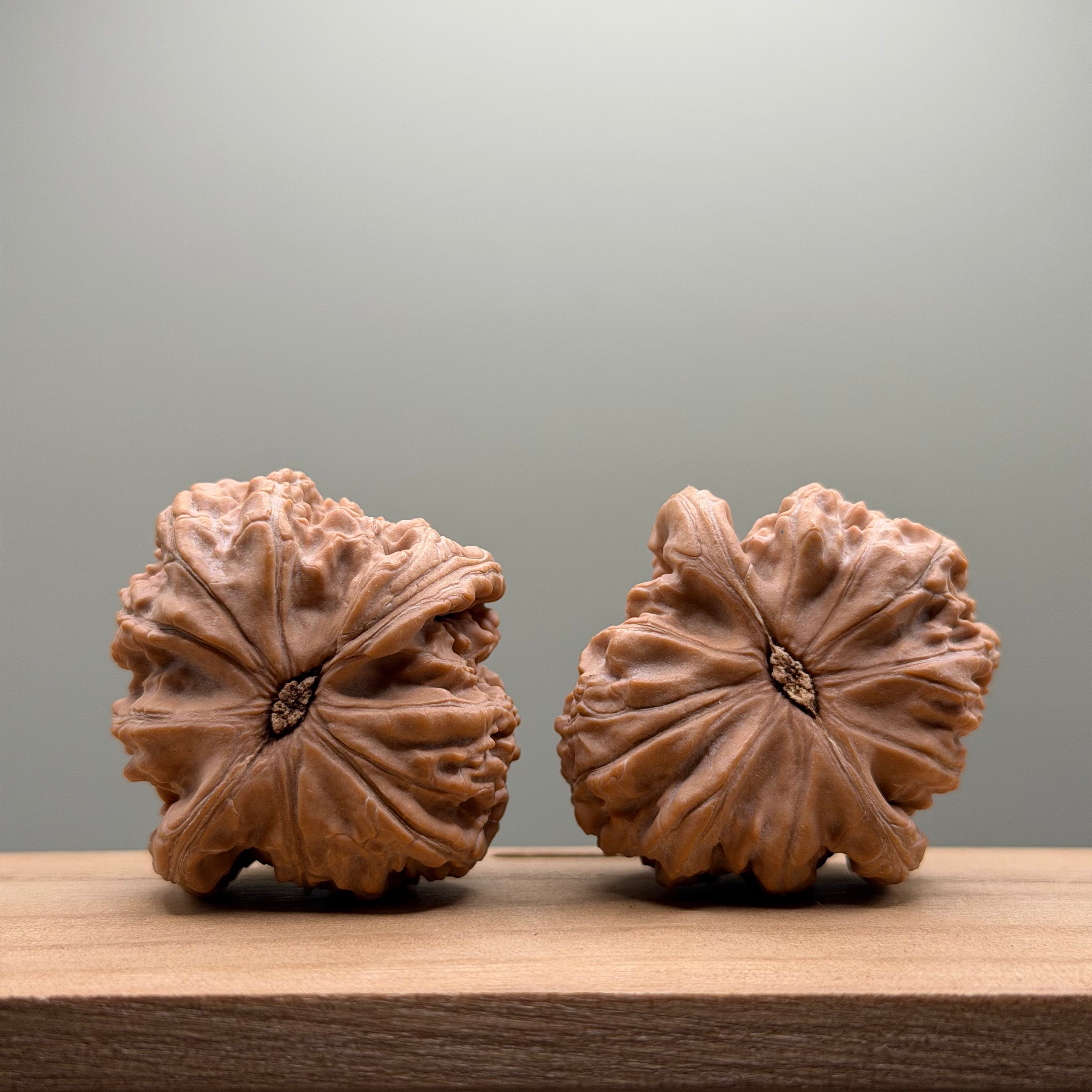 White Lion Head Walnut