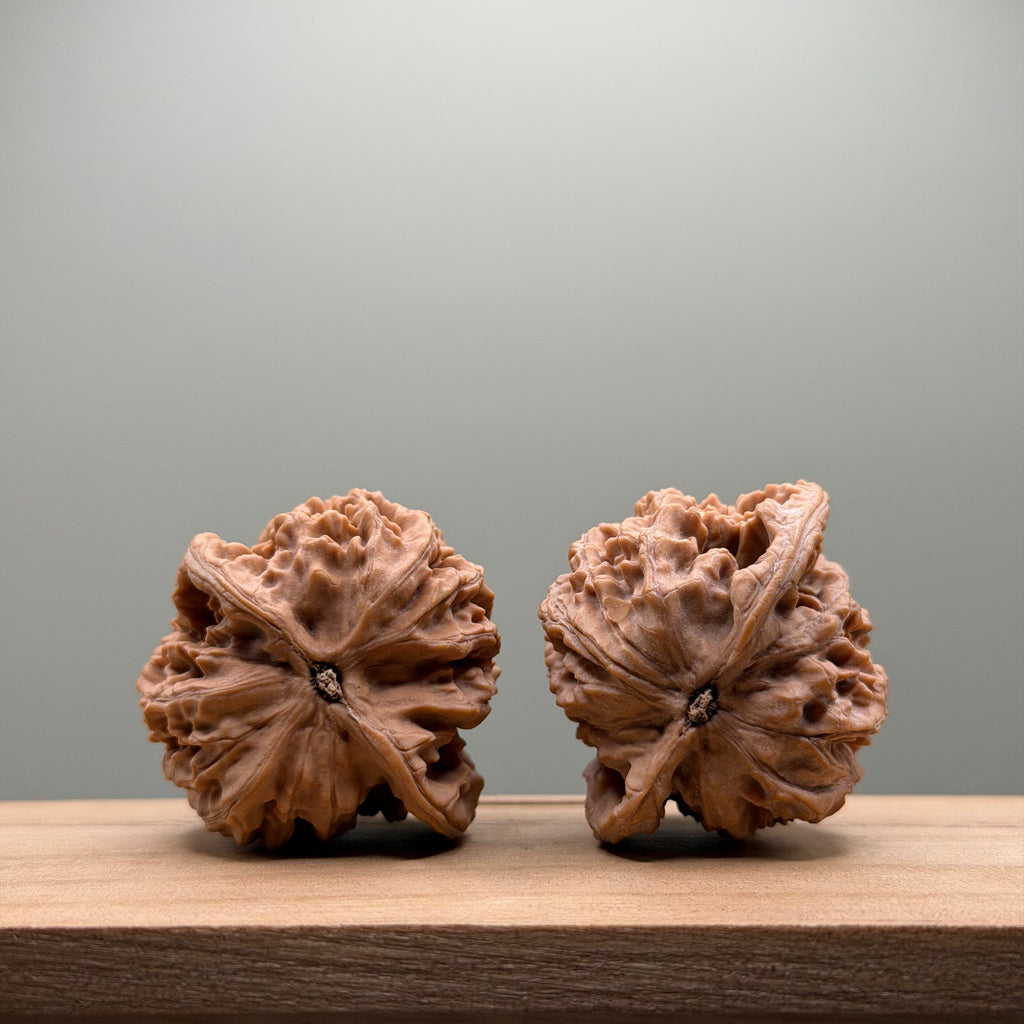 Coiled Dragon(Pan Long Wen) Lion Head Walnut