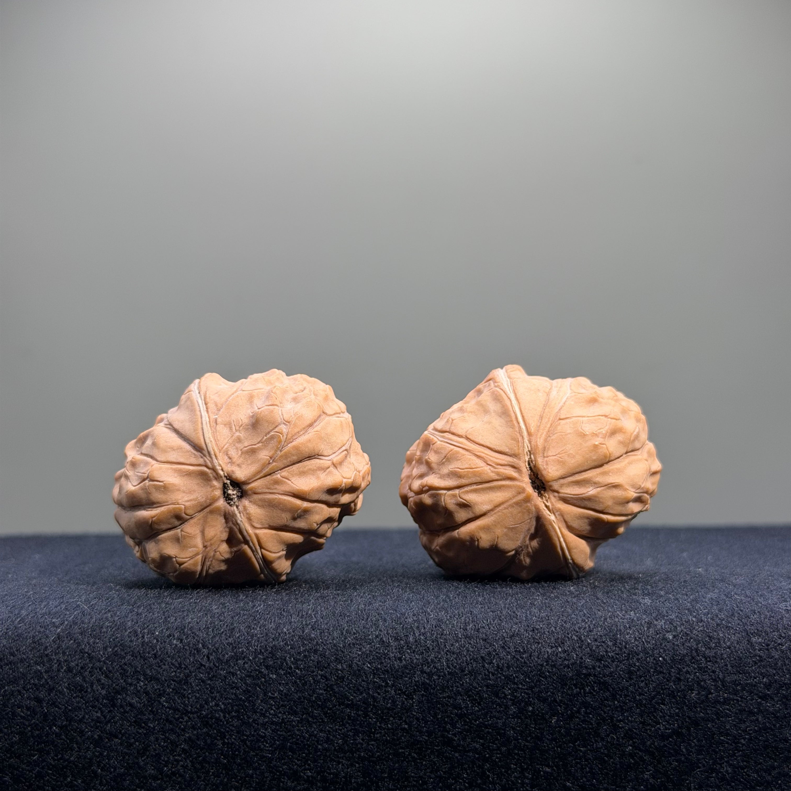 Turtle Shell Wenwan Walnut · 31mm · Natural · Entry Ritual
