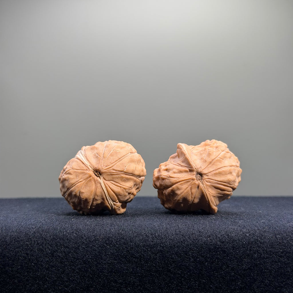 Turtle Shell Wenwan Walnut · 31mm · Natural · Entry Ritual