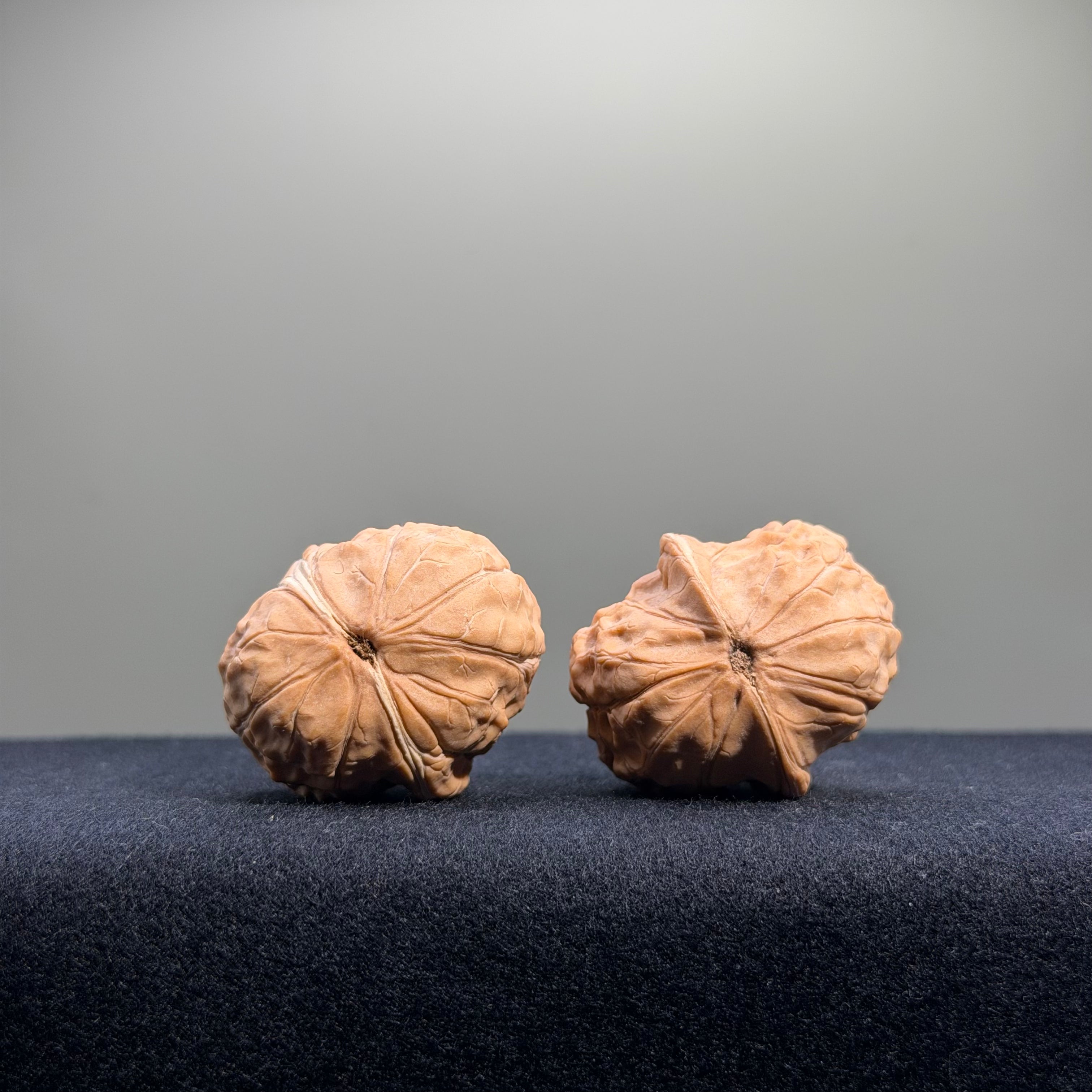 Turtle Shell Wenwan Walnut · 31mm · Natural · Entry Ritual