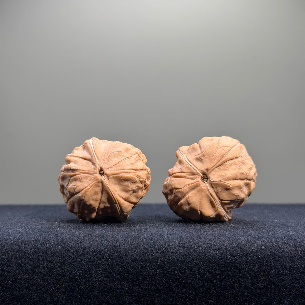Turtle Shell Wenwan Walnut · 31mm · Natural · Entry Ritual