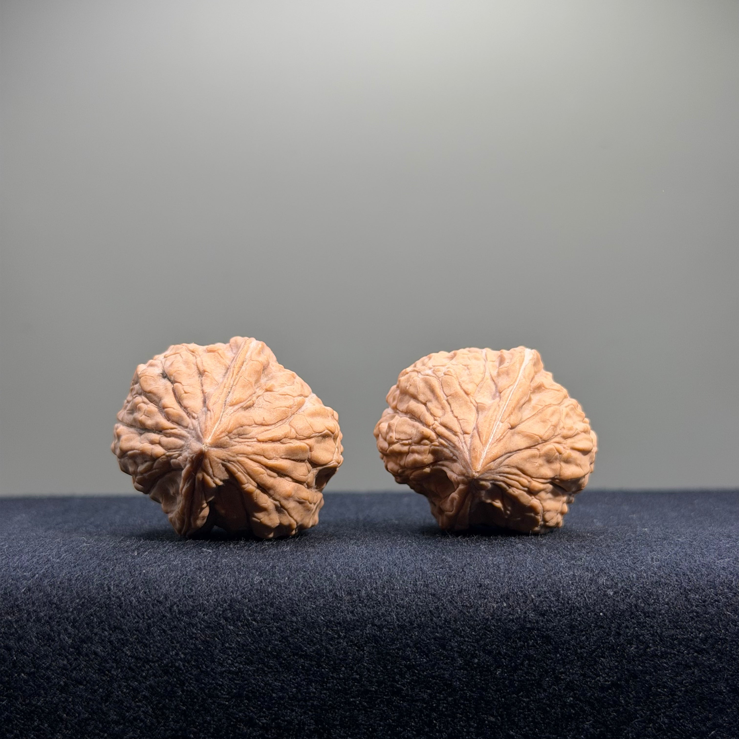 Turtle Shell Wenwan Walnut · 31mm · Natural · Entry Ritual