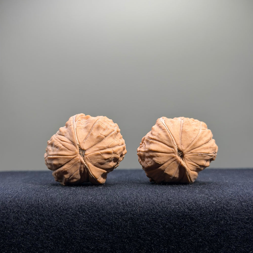 Turtle Shell Wenwan Walnut · 31mm · Natural · Entry Ritual