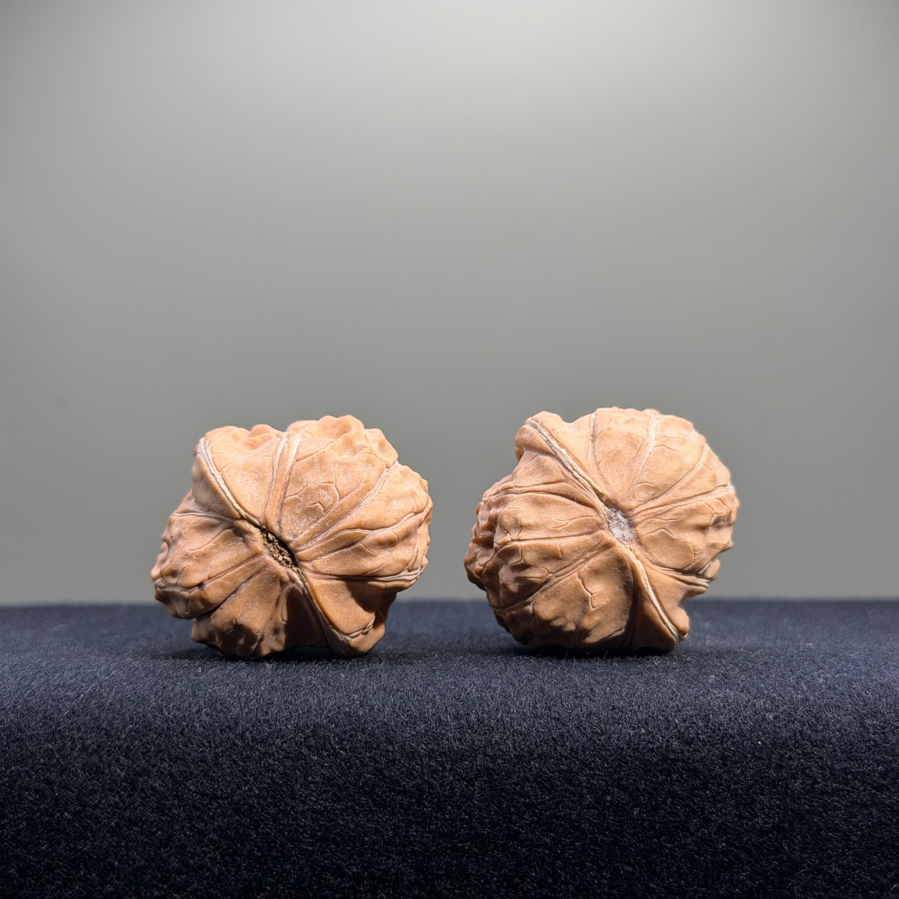 Turtle Shell Wenwan Walnut · 33mm · Natural · Entry Ritual