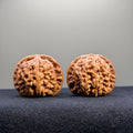 White Lion Wenwan Walnut · 39mm · Select Ritual