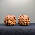 White Lion Wenwan Walnut · 37mm · Select Ritual