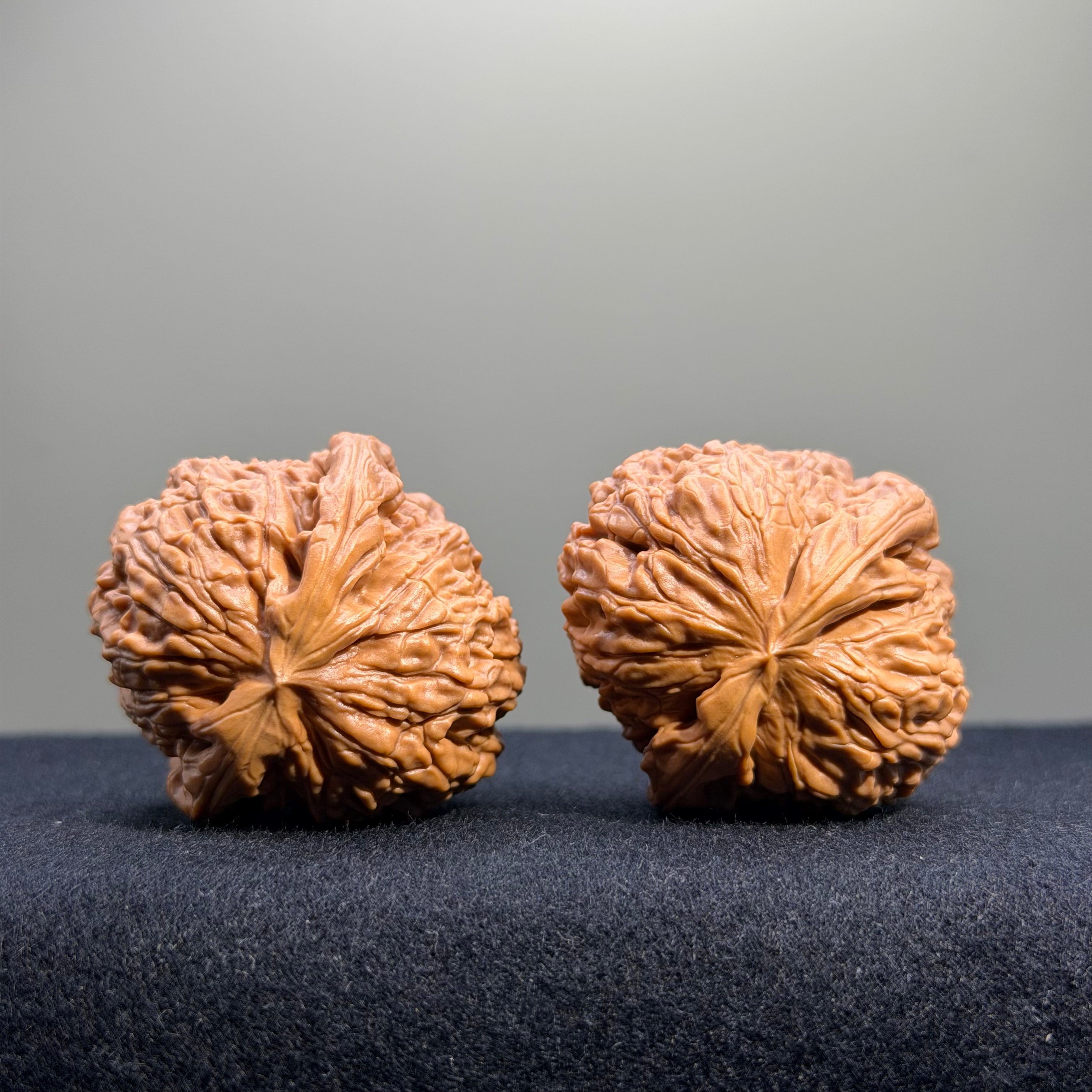 White Lion Wenwan Walnut · 37mm · Select Ritual