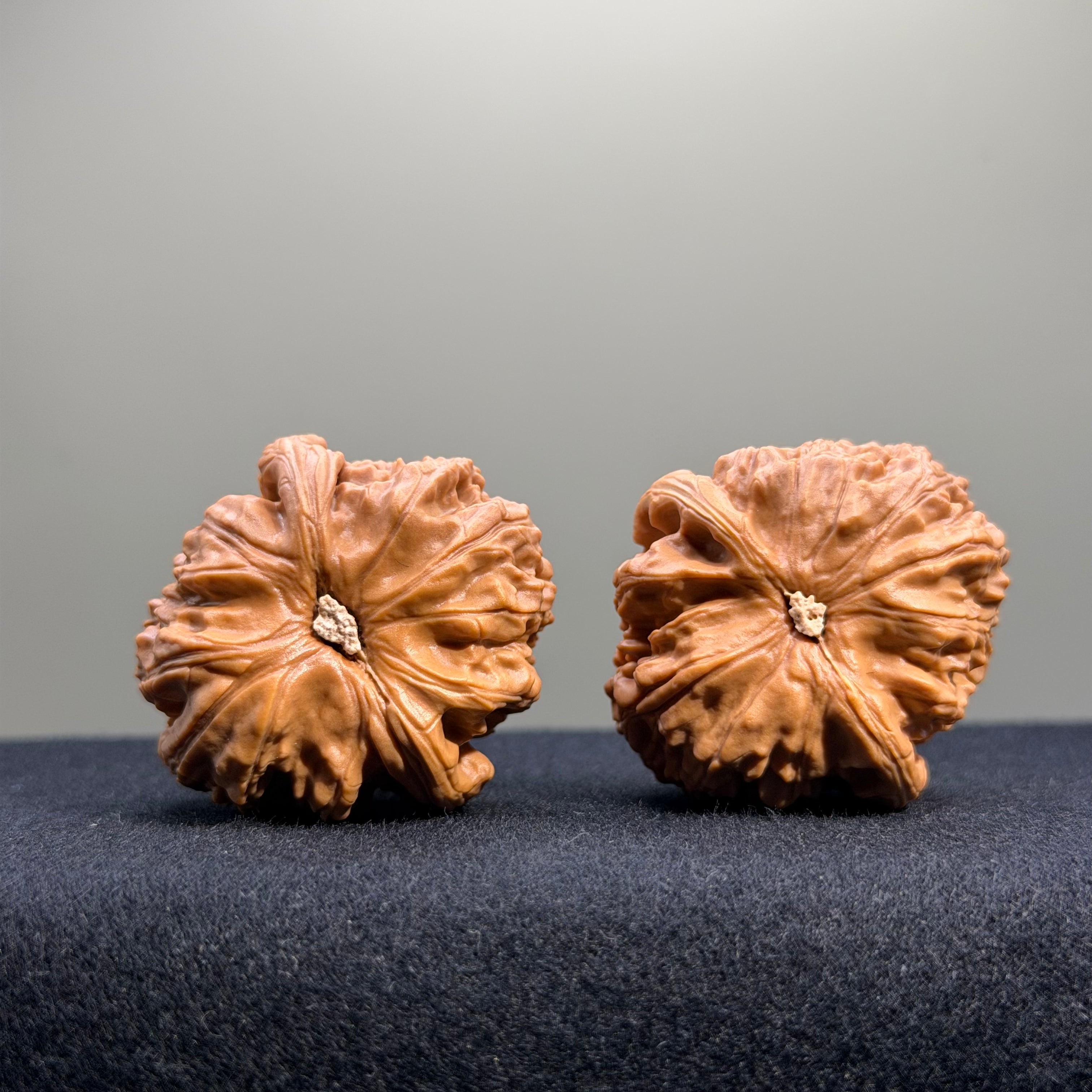 White Lion Wenwan Walnut · 37mm · Select Ritual