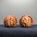White Lion Wenwan Walnut · 41mm · Select Ritual