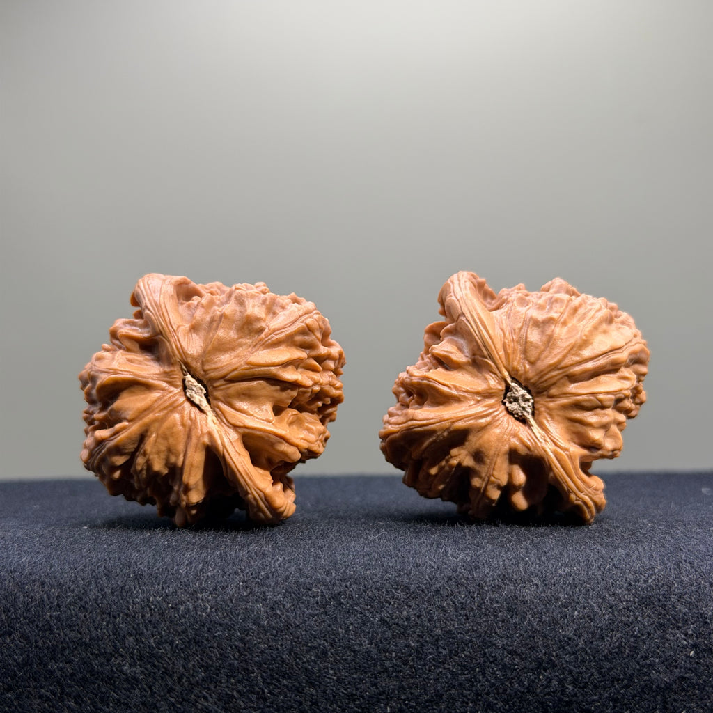 White Lion Wenwan Walnut · 41mm · Select Ritual