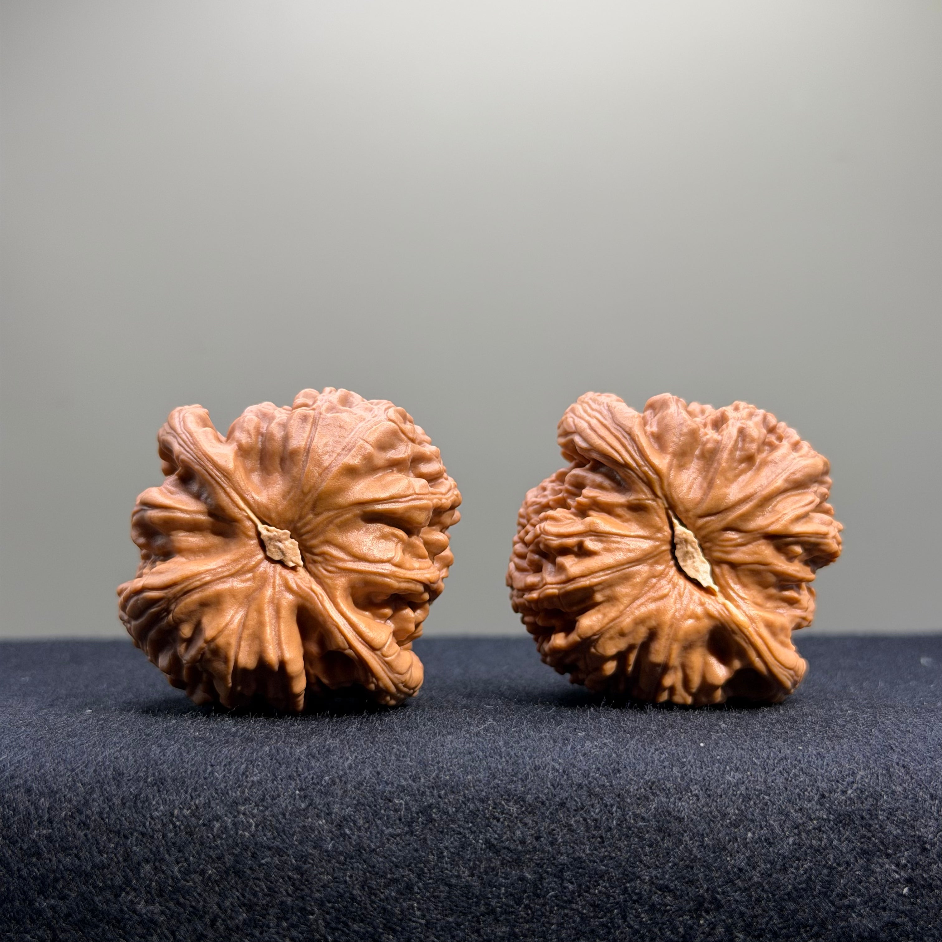White Lion Wenwan Walnut · 40mm · Select Ritual
