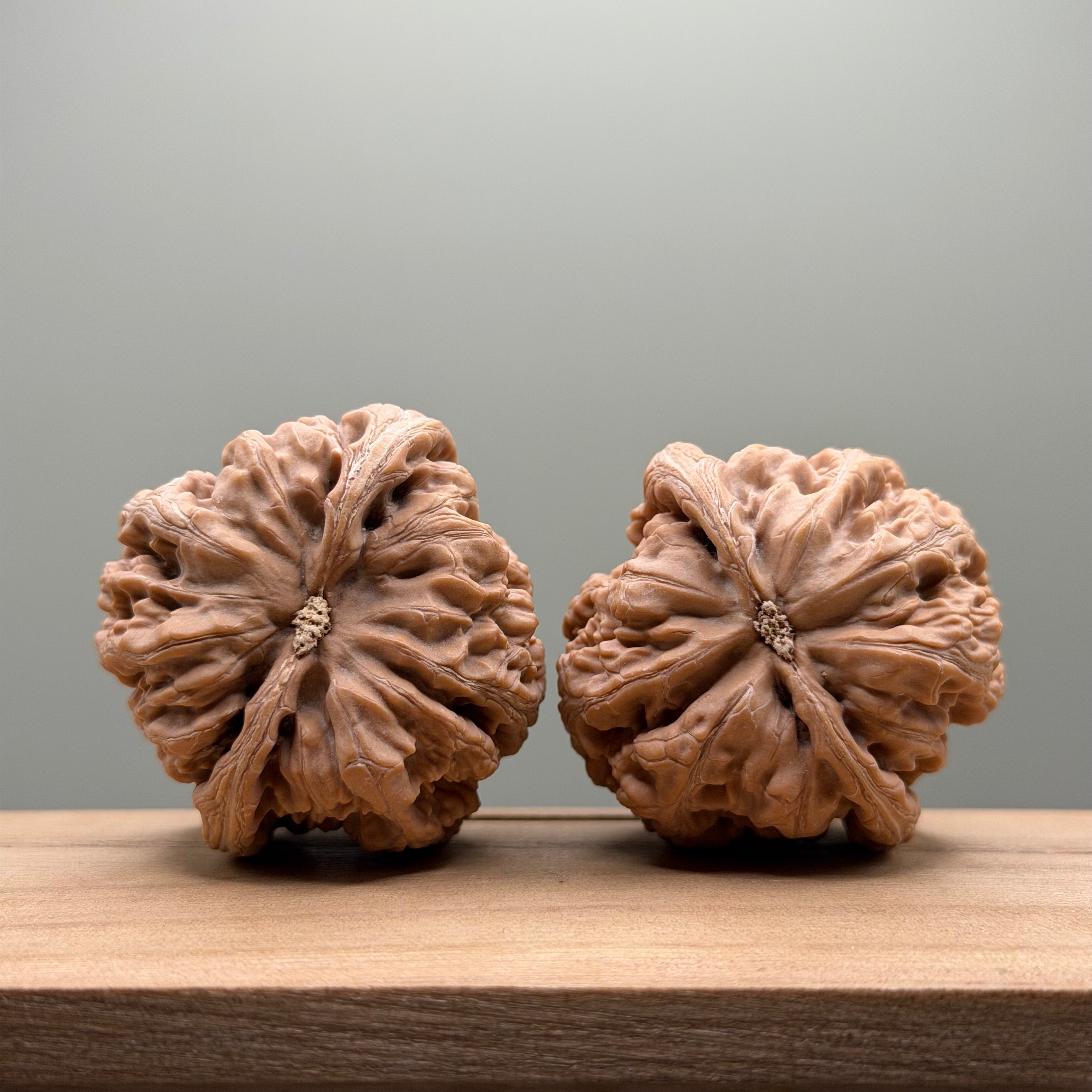 Thick Ribs (Da Cu Jin) Lion Head Walnut