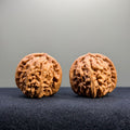 White Lion Wenwan Walnut · 36mm · Select Ritual
