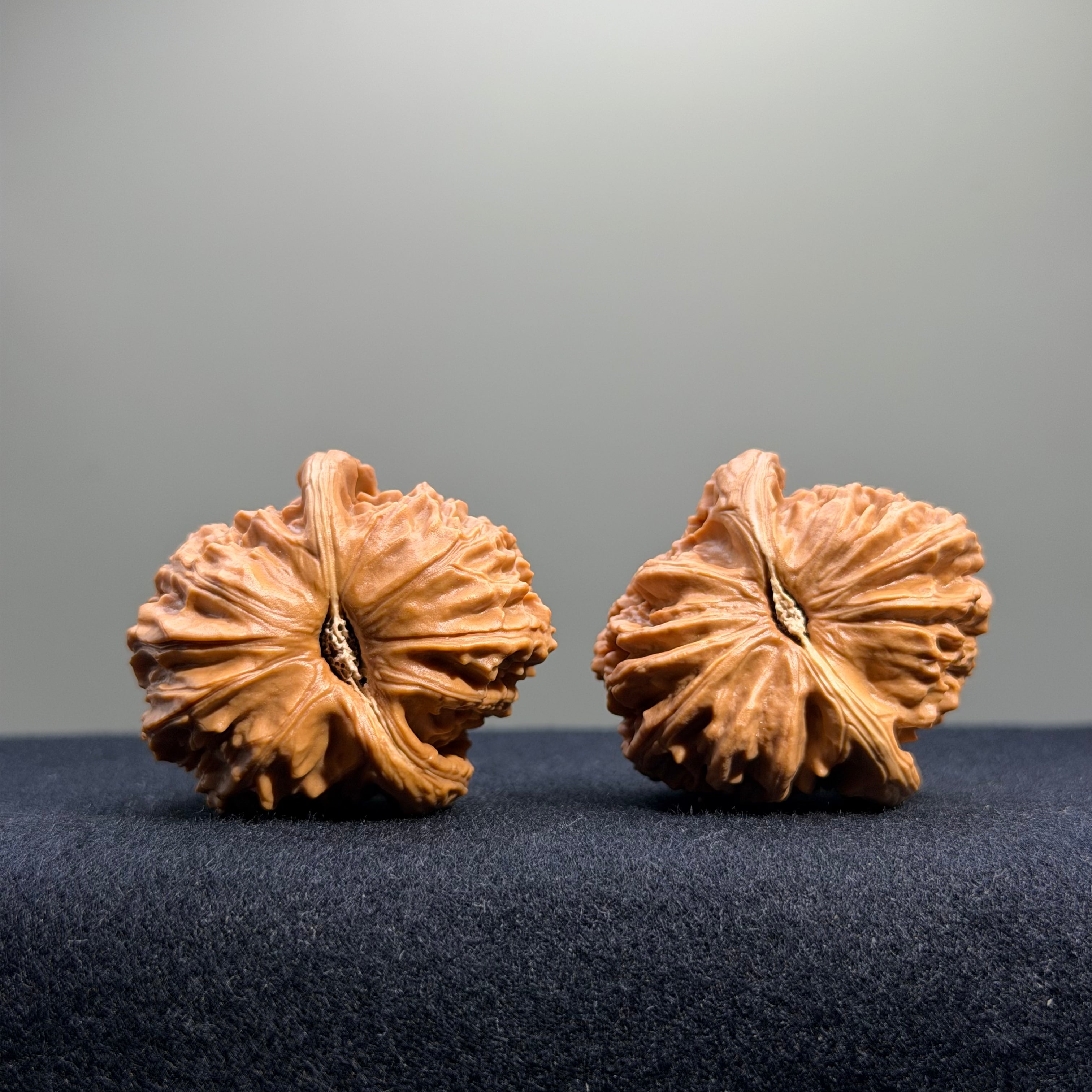 White Lion Wenwan Walnut · 36mm · Select Ritual
