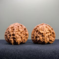 White Lion Wenwan Walnut · 39mm · Select Ritual