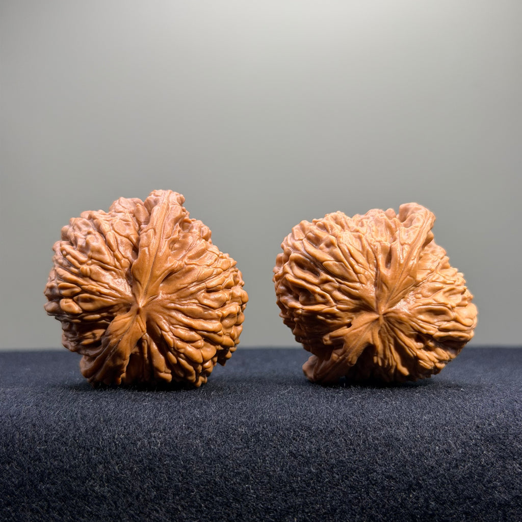 White Lion Wenwan Walnut · 40mm · Select Ritual