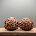 War Drum Lion Head Walnut