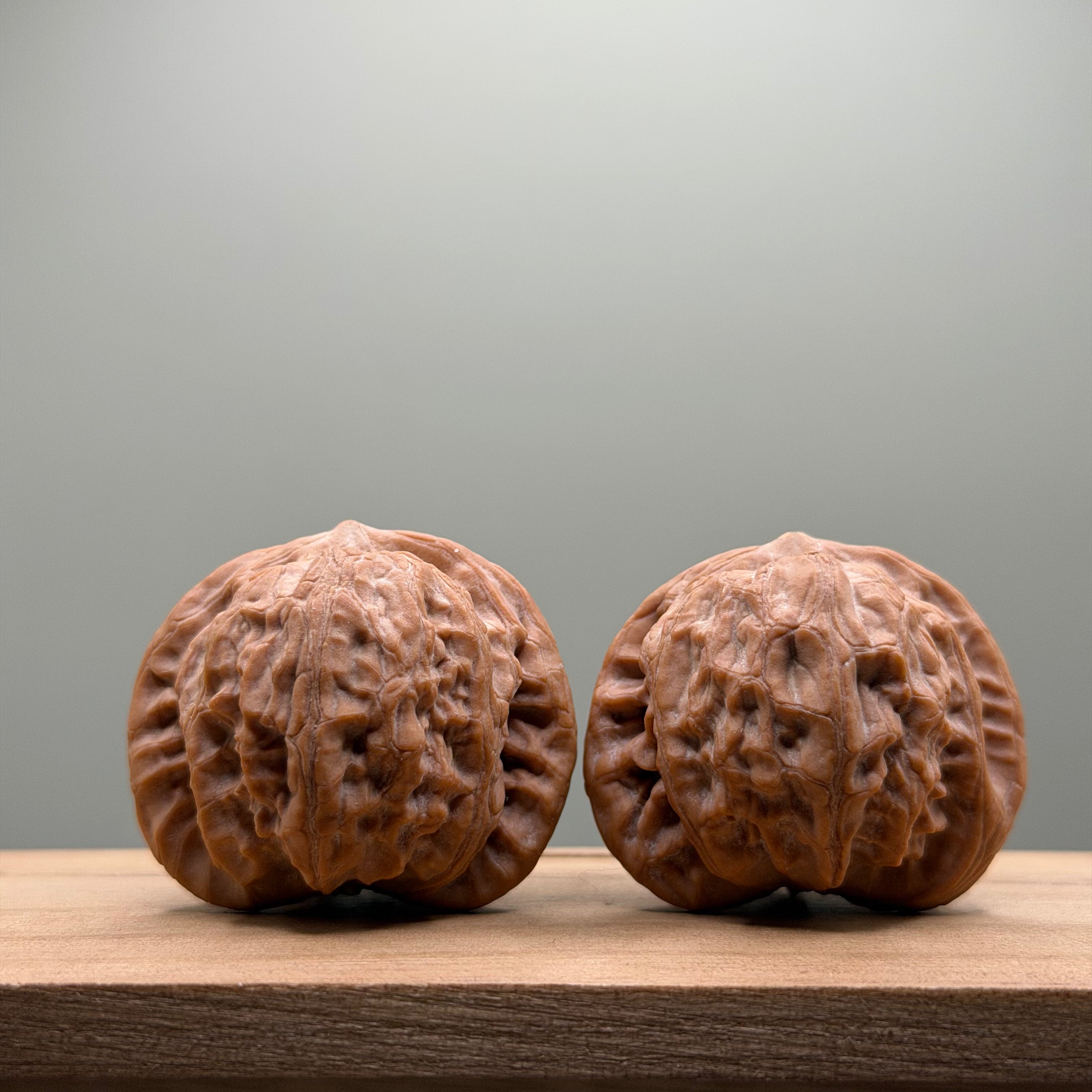War Drum Lion Head Walnut