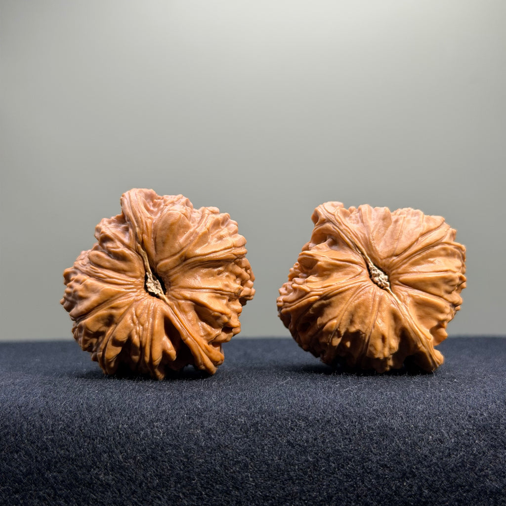 White Lion Wenwan Walnut · 40mm · Select Ritual