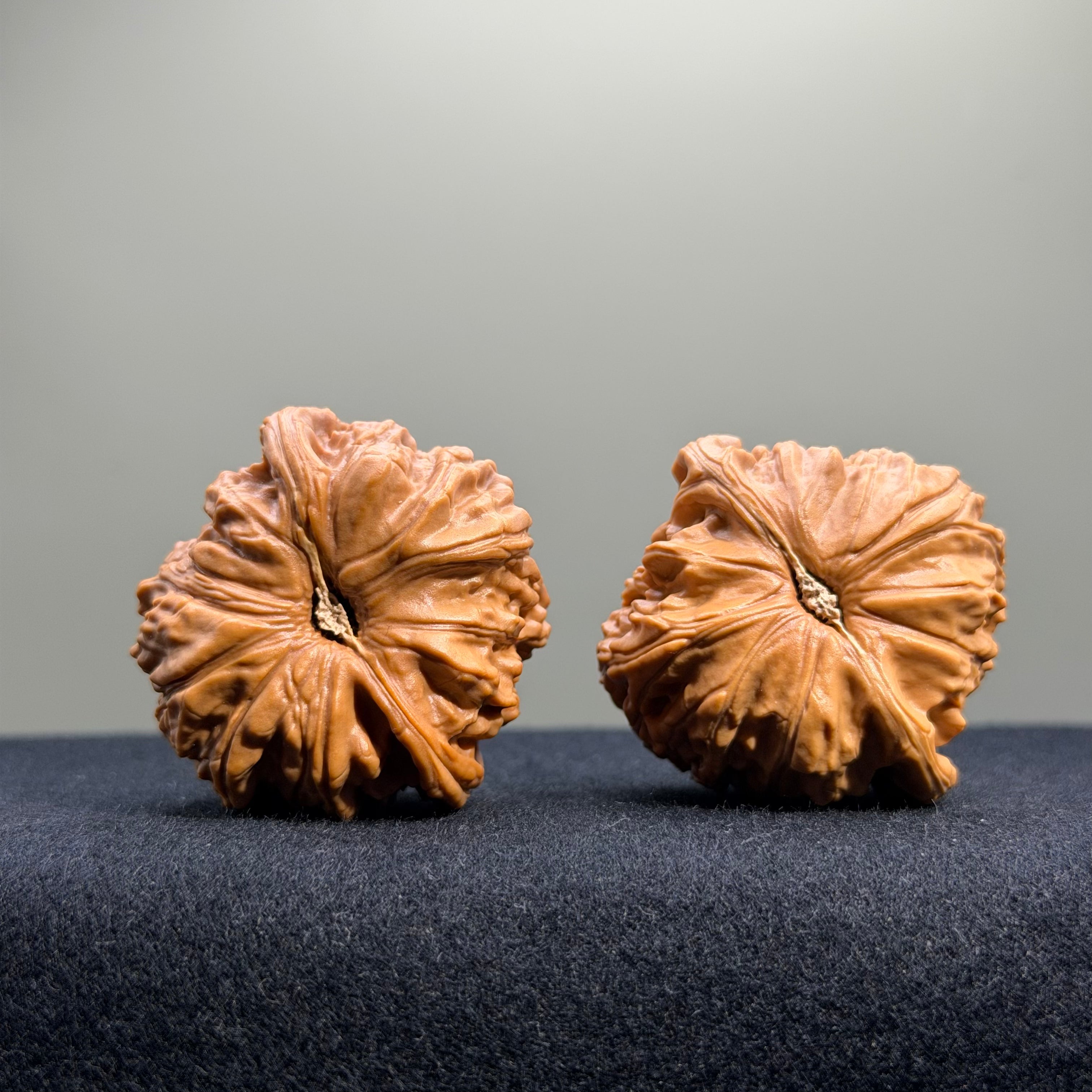 White Lion Wenwan Walnut · 40mm · Select Ritual