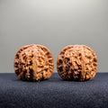 White Lion Wenwan Walnut · 38mm · Select Ritual