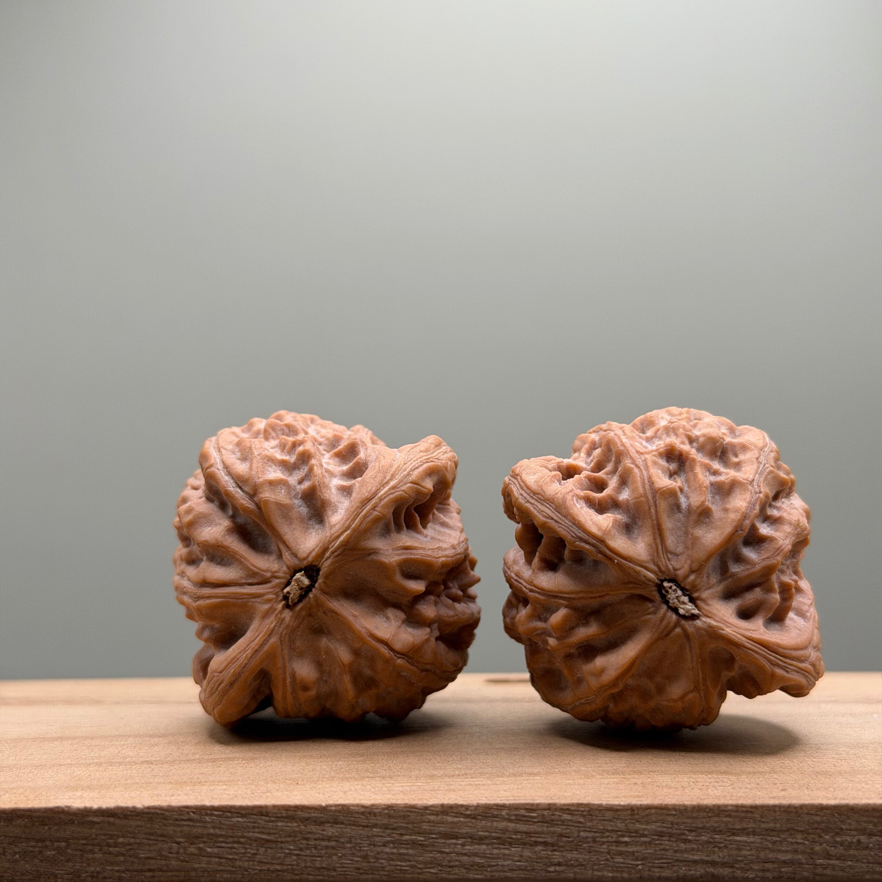 War Drum Lion Head Walnut
