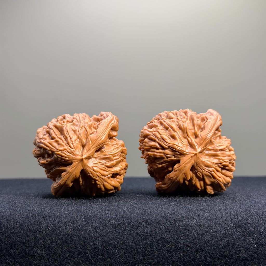 White Lion Wenwan Walnut · 38mm · Select Ritual