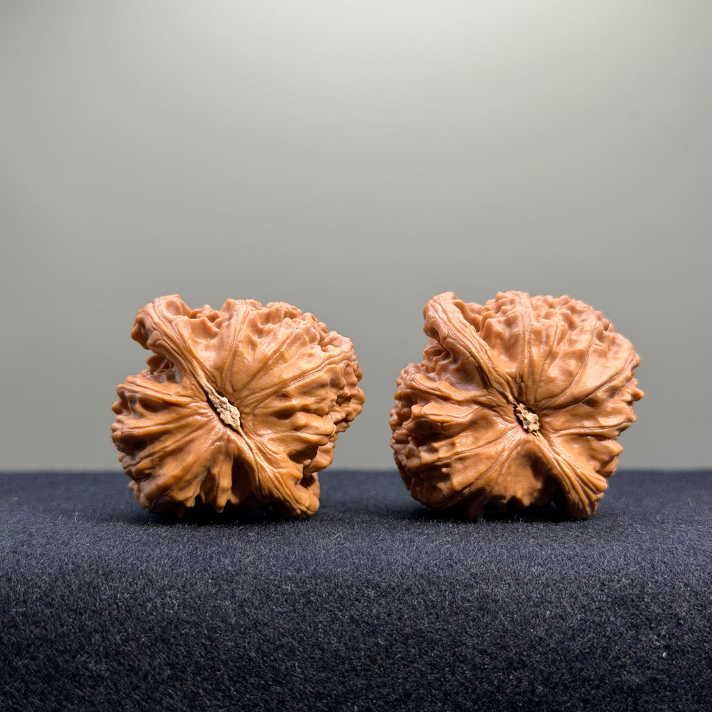 White Lion Wenwan Walnut · 38mm · Select Ritual